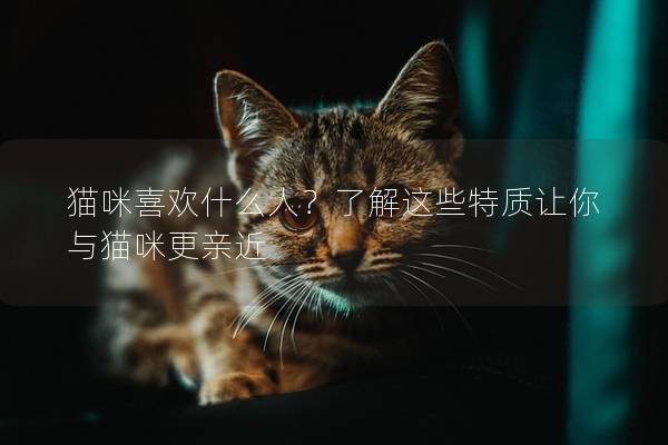 貓咪喜歡什么人？了解這些特質(zhì)讓你與貓咪更親近