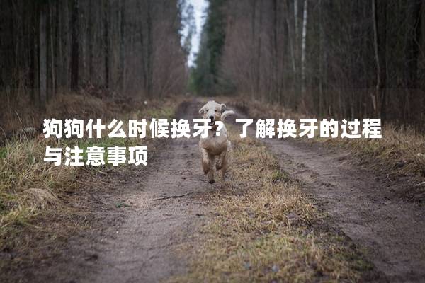 狗狗什么時候換牙？了解換牙的過程與注意事項
