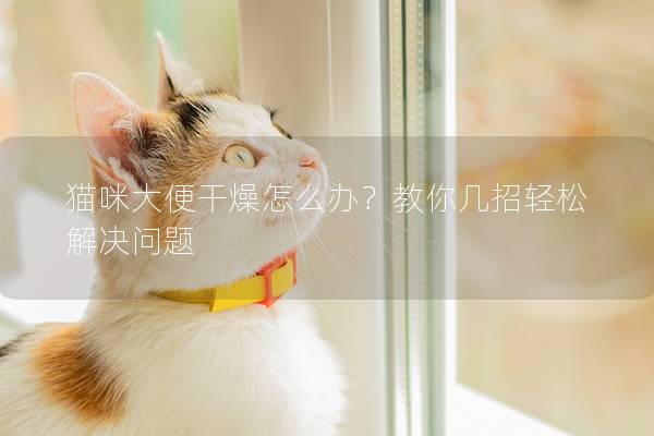 貓咪大便干燥怎么辦？教你幾招輕松解決問題