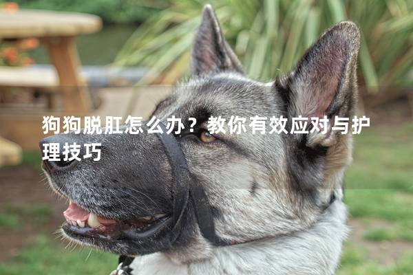 狗狗脫肛怎么辦？教你有效應對與護理技巧
