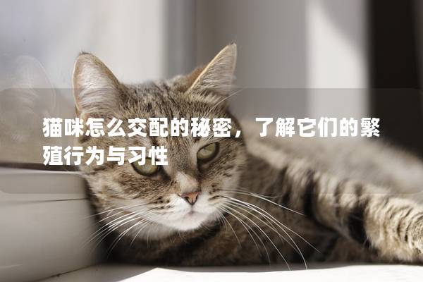貓咪怎么交配的秘密，了解它們的繁殖行為與習性