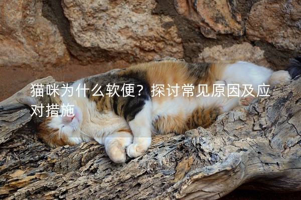貓咪為什么軟便？探討常見原因及應對措施