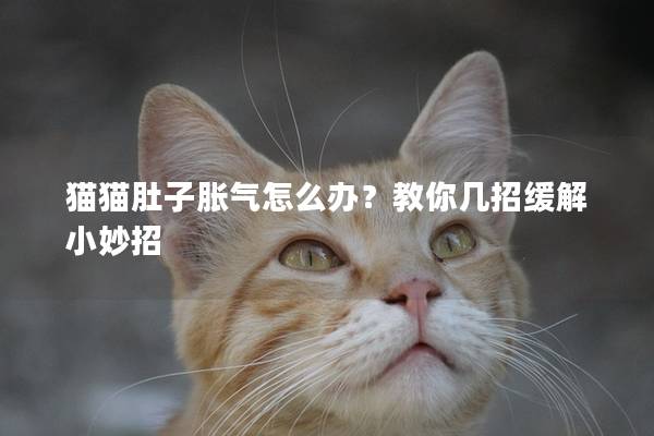 貓貓肚子脹氣怎么辦？教你幾招緩解小妙招