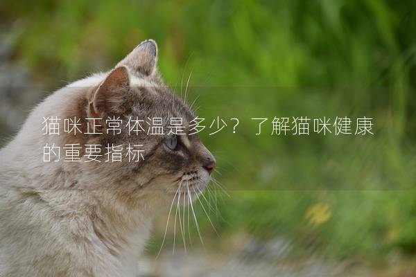 貓咪正常體溫是多少？了解貓咪健康的重要指標