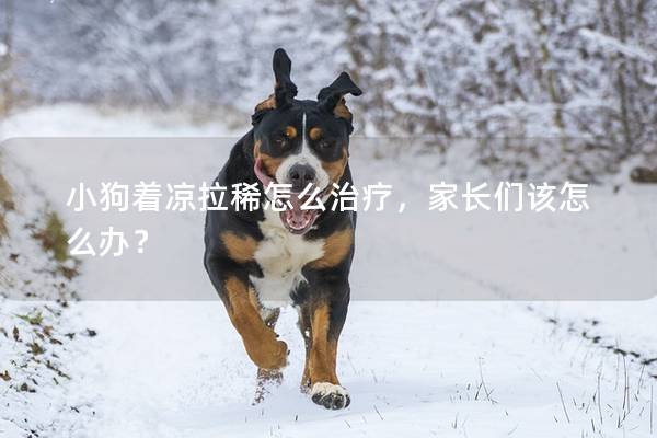 小狗著涼拉稀怎么治療，家長們該怎么辦？