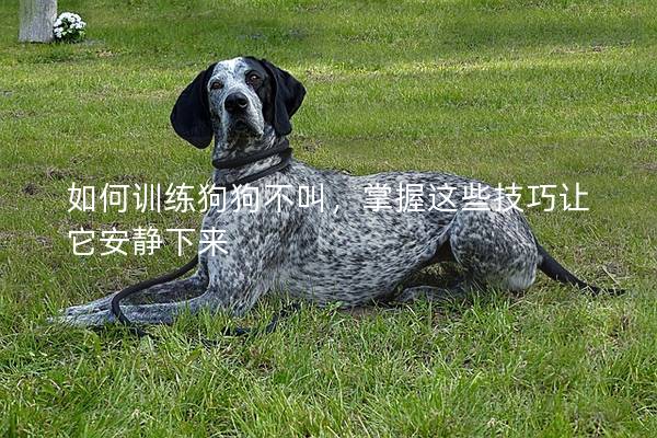 如何訓(xùn)練狗狗不叫，掌握這些技巧讓它安靜下來