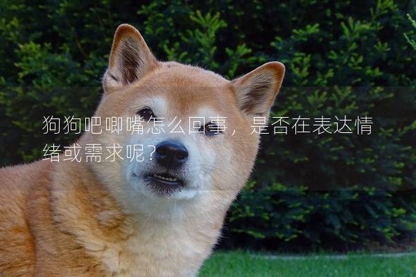 狗狗吧唧嘴怎么回事，是否在表達情緒或需求呢？