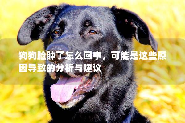 狗狗臉腫了怎么回事，可能是這些原因?qū)е碌姆治雠c建議