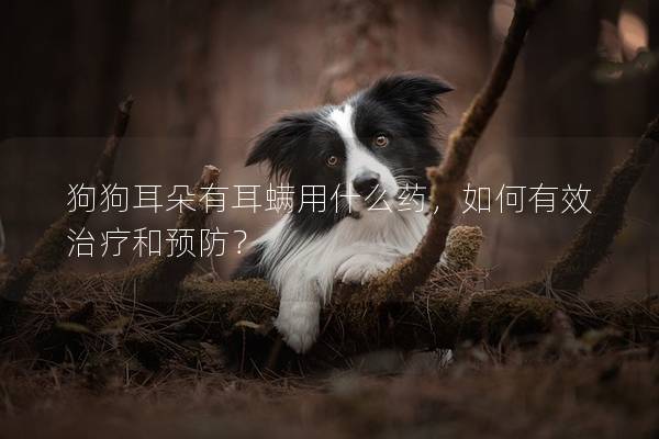 狗狗耳朵有耳螨用什么藥，如何有效治療和預防？