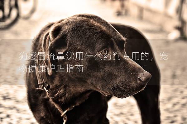 狗感冒流鼻涕用什么藥狗專用的，寵物健康護理指南