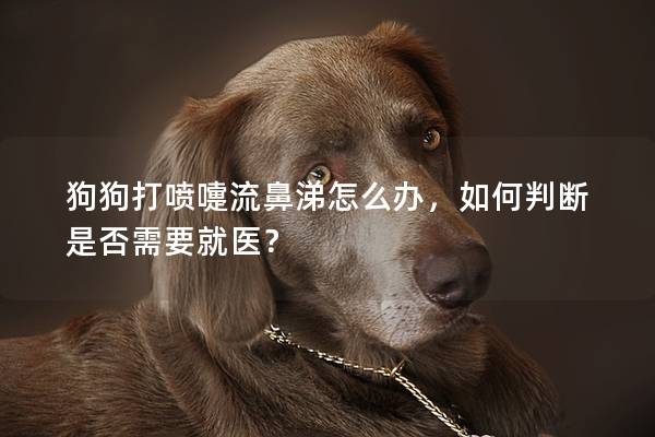 狗狗打噴嚏流鼻涕怎么辦，如何判斷是否需要就醫？
