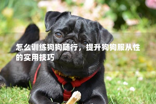 怎么訓練狗狗隨行，提升狗狗服從性的實用技巧