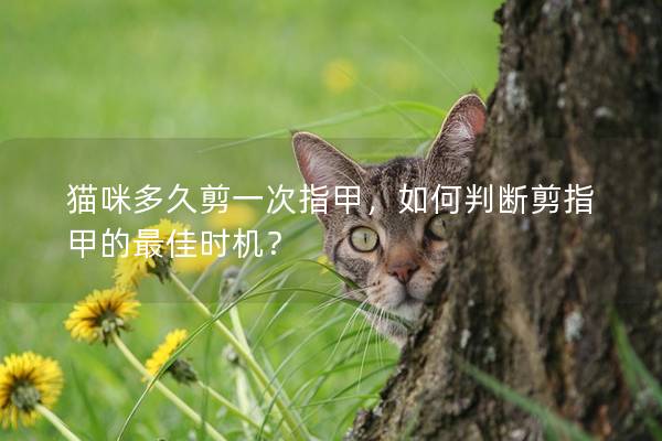 貓咪多久剪一次指甲，如何判斷剪指甲的最佳時機？