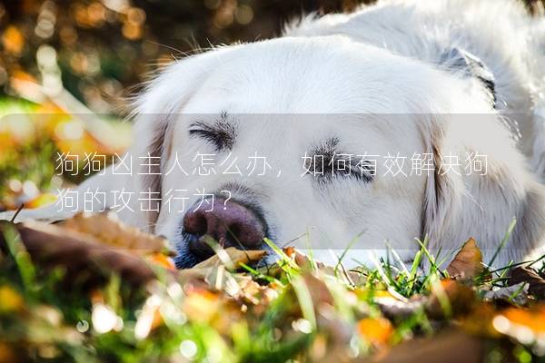 狗狗兇主人怎么辦，如何有效解決狗狗的攻擊行為？