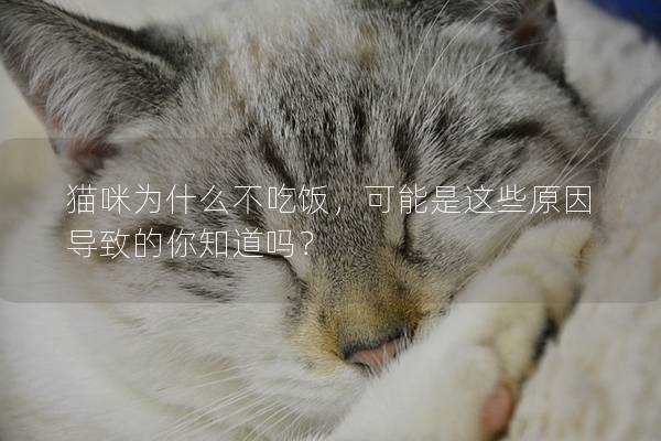 貓咪為什么不吃飯，可能是這些原因?qū)е碌哪阒绬幔?></em><p>貓咪為什么不吃飯，可能是這些原因?qū)е碌哪阒绬幔?/p><span>2024-11-13</span></a></li> 
                                            </ul>
                                        </div>

                                        <div   id=