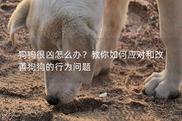 狗狗很兇怎么辦？教你如何應對和改善狗狗的行為問題