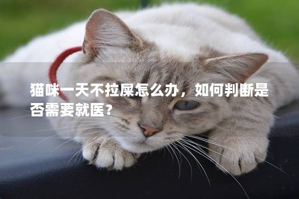 貓咪一天不拉屎怎么辦，如何判斷是否需要就醫？