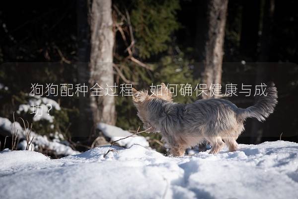 狗狗配種全過程，如何確保健康與成功？