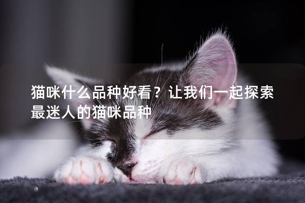 貓咪什么品種好看?讓我們一起探索最迷人的貓咪品種 貓咪什么品種好看?讓我們一起探索最迷人的貓咪品種