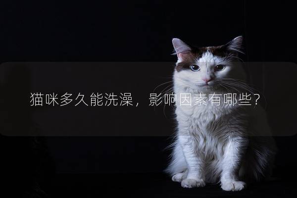 貓咪多久能洗澡，影響因素有哪些？