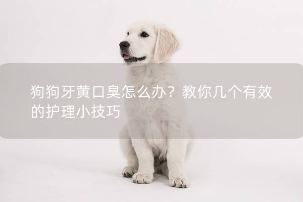 狗狗牙黃口臭怎么辦？教你幾個有效的護理小技巧