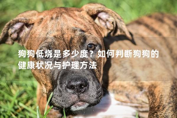 狗狗低燒是多少度？如何判斷狗狗的健康狀況與護理方法