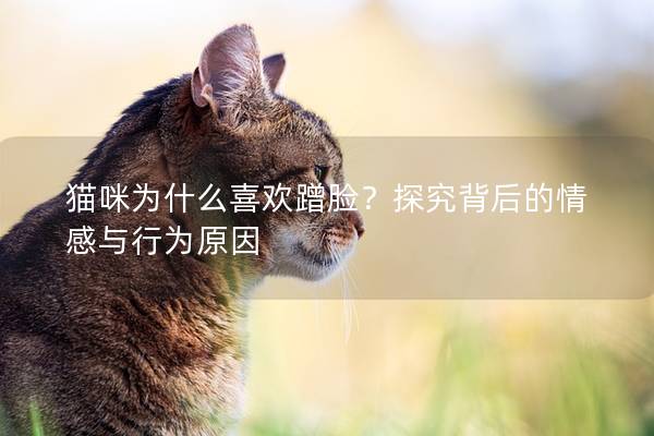 貓咪為什么喜歡蹭臉？探究背后的情感與行為原因