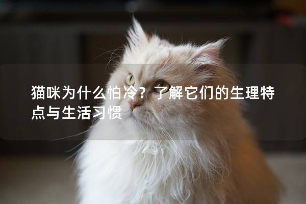 貓咪為什么怕冷？了解它們的生理特點與生活習慣