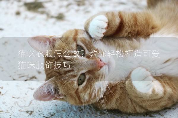 貓咪衣服怎么做？教你輕松打造可愛(ài)貓咪服飾技巧