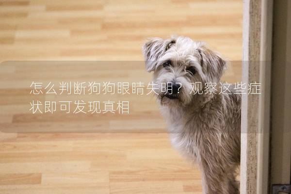怎么判斷狗狗眼睛失明？觀察這些癥狀即可發現真相