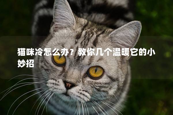 貓咪冷怎么辦？教你幾個溫暖它的小妙招