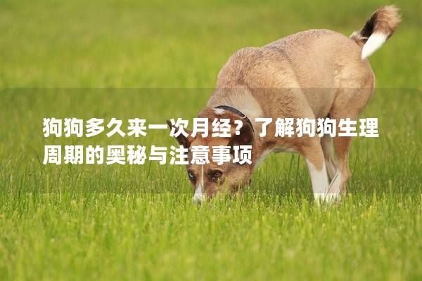 狗狗多久來一次月經？了解狗狗生理周期的奧秘與注意事項