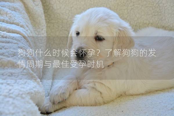 狗狗什么時候會懷孕？了解狗狗的發情周期與最佳受孕時機