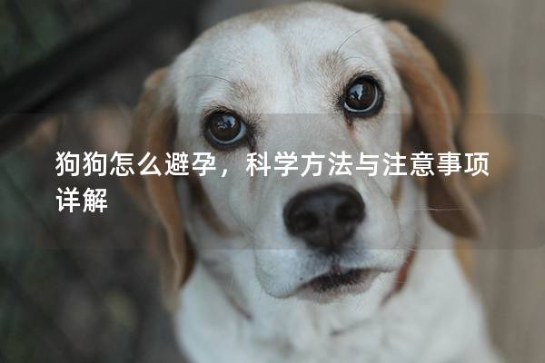 狗狗怎么避孕,科學方法與注意事項詳解 狗狗怎么避孕,科學方法與注意事項詳解