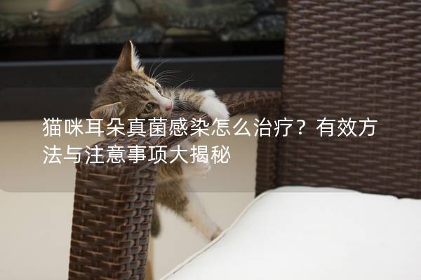 貓咪耳朵真菌感染怎么治療？有效方法與注意事項大揭秘