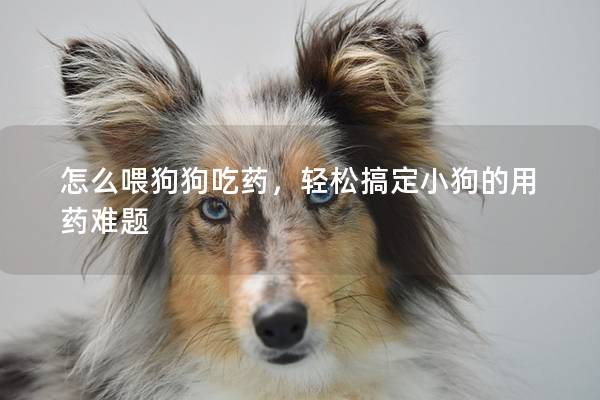 怎么喂狗狗吃藥，輕松搞定小狗的用藥難題