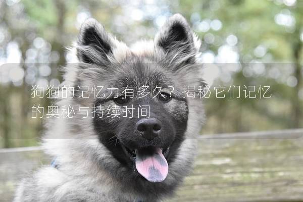 狗狗的記憶力有多久?揭秘它們記憶的奧秘與持續(xù)時間 狗狗的記憶力有多久?揭秘它們記憶的奧秘與持續(xù)時間