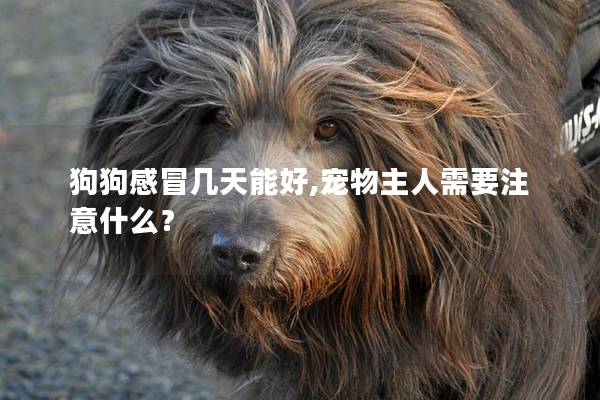 狗狗感冒幾天能好,寵物主人需要注意什么？