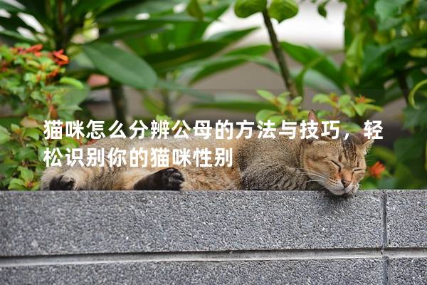 貓咪怎么分辨公母的方法與技巧，輕松識別你的貓咪性別