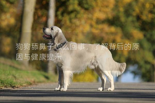 狗狗舔鼻子怎么回事，了解背后的原因與健康提示
