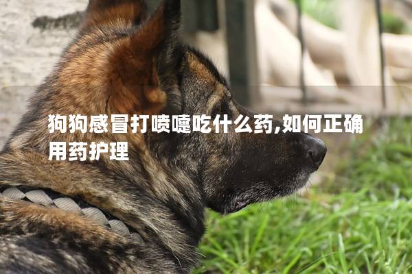 狗狗感冒打噴嚏吃什么藥,如何正確用藥護理
