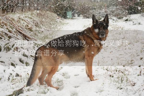 胡蘿卜怎么做給狗狗吃，營養(yǎng)又美味的簡單食譜分享