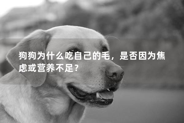 狗狗為什么吃自己的毛，是否因為焦慮或營養不足？
