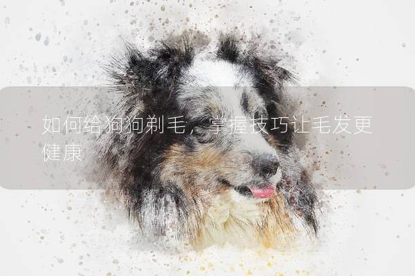如何給狗狗剃毛，掌握技巧讓毛發更健康