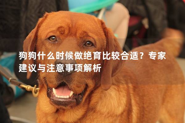 狗狗什么時(shí)候做絕育比較合適？專家建議與注意事項(xiàng)解析