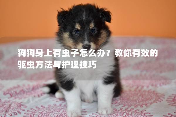 狗狗身上有蟲(chóng)子怎么辦？教你有效的驅(qū)蟲(chóng)方法與護(hù)理技巧