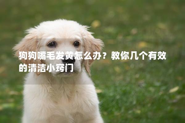 狗狗嘴毛發(fā)黃怎么辦？教你幾個有效的清潔小竅門
