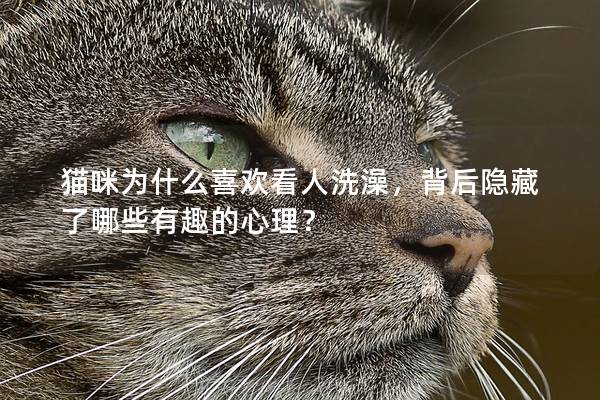 貓咪為什么喜歡看人洗澡，背后隱藏了哪些有趣的心理？