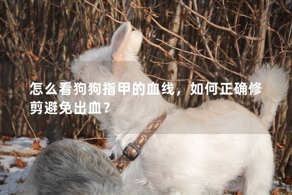 怎么看狗狗指甲的血線,如何正確修剪避免出血? 怎么看狗狗指甲的血線,如何正確修剪避免出血?