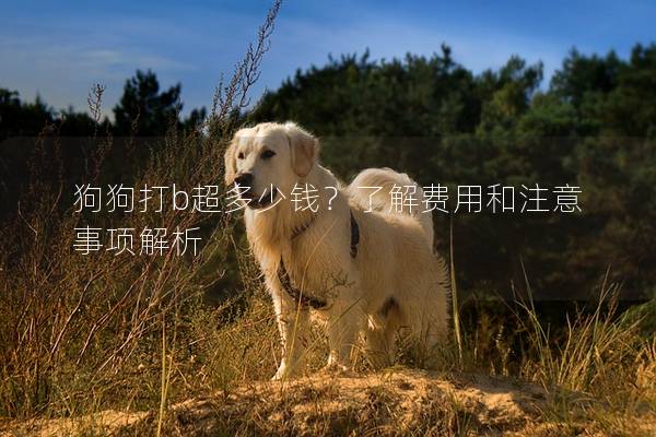 狗狗打b超多少錢？了解費(fèi)用和注意事項解析